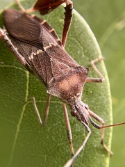 Leptoglossus concolor