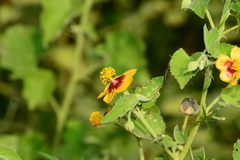 Abutilon hirtum, photograph author not stated, no rights reserved