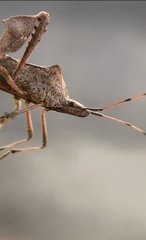 Leptoglossus concolor