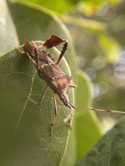 Leptoglossus concolor