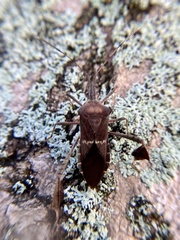 Leptoglossus concolor
