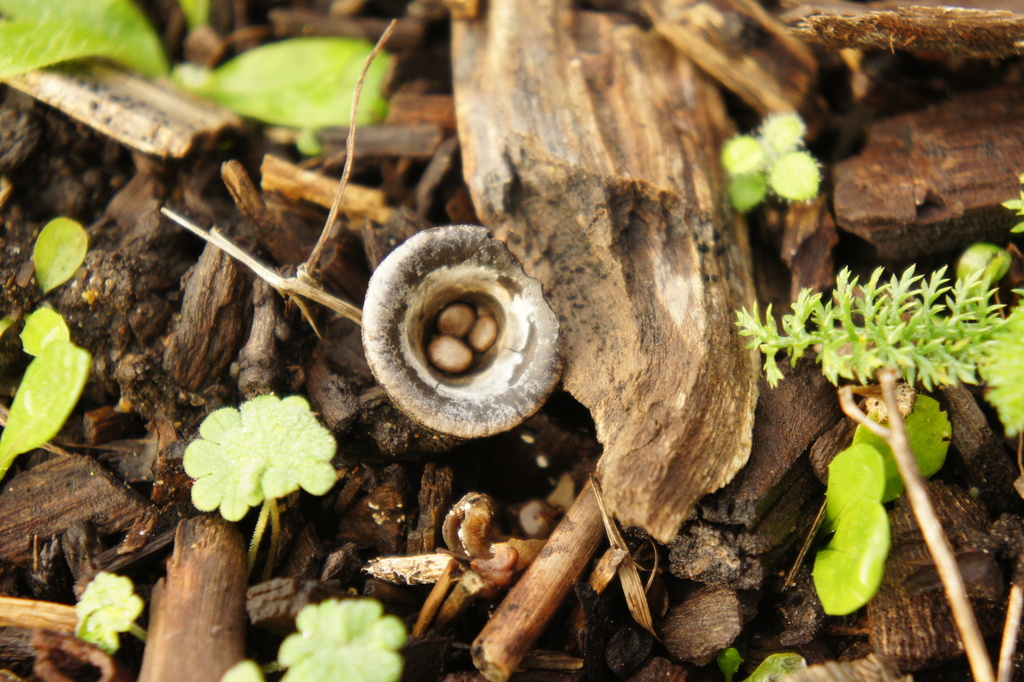 Cyathus olla · December 2025 · photo: © alexswift (iNaturalist, cc-by)