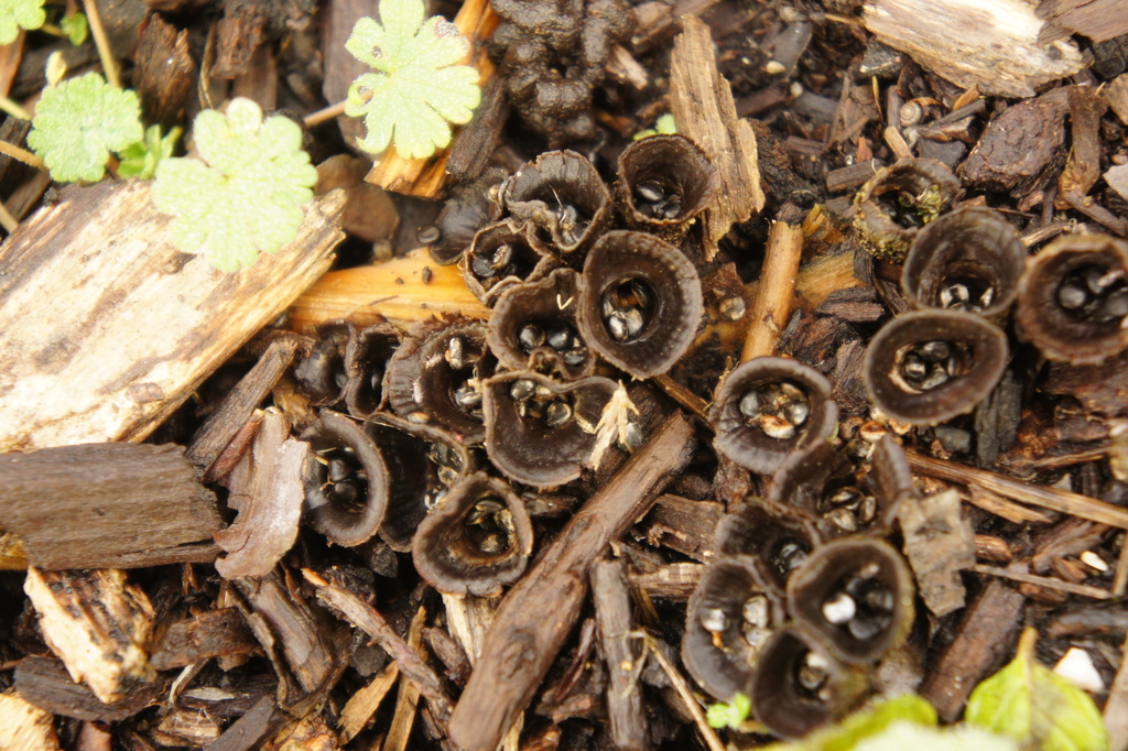 Cyathus striatus · December 2025 · photo: © alexswift (iNaturalist, cc-by)