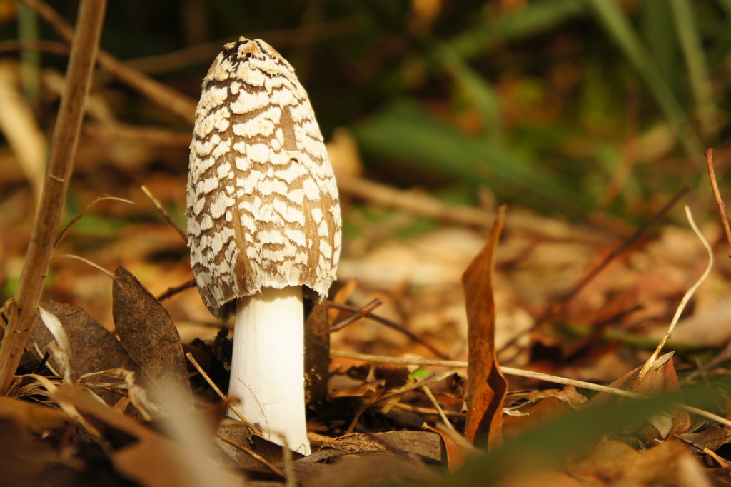 Coprinopsis picacea · December 2025 · photo: © alexswift (iNaturalist, cc-by)