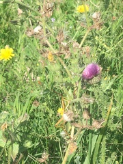 Staleochlora viridicata