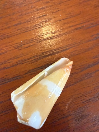 Conus litoglyphus observed 2025-12-21