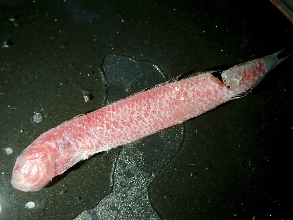 Sumatra eel goby (Trypauchenichthys sumatrensis) — Gobiidae