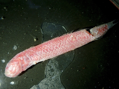 Sumatra eel goby (Trypauchenichthys sumatrensis) — Gobiidae