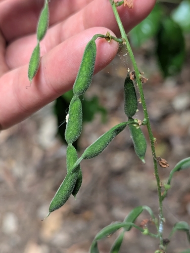 Hanslia ormocarpoides observed 2025-12-21