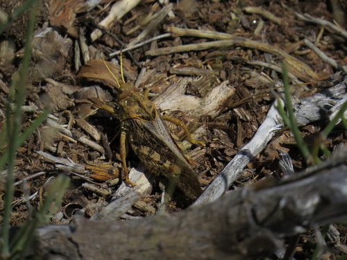 Tortuous Stone Grasshopper