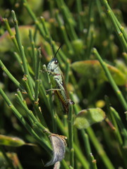Chorthippus binotatus