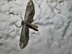Eupithecia subapicata