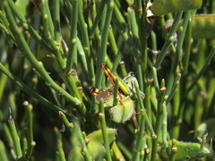 Chorthippus binotatus