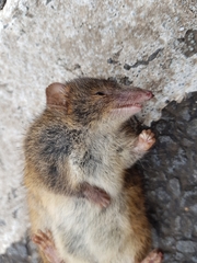 Antechinus minimus