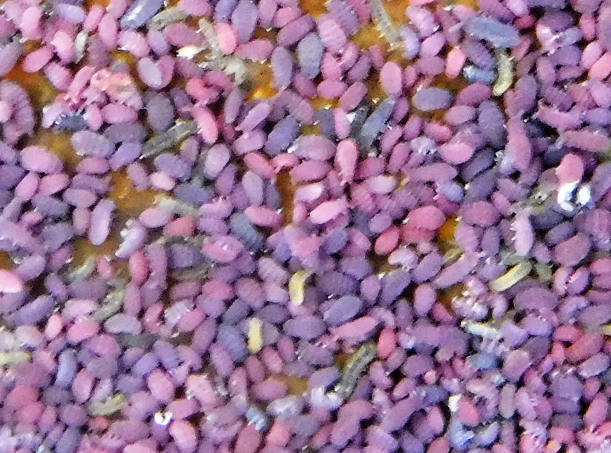Brachystomella parvula (Schäffer, 1896)