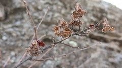 Physocarpus monogynus