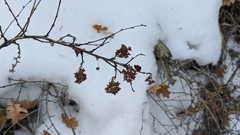 Physocarpus monogynus