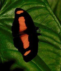 Catonephele salambria