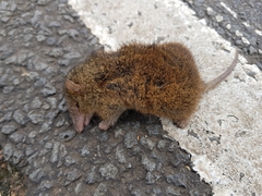 Antechinus minimus