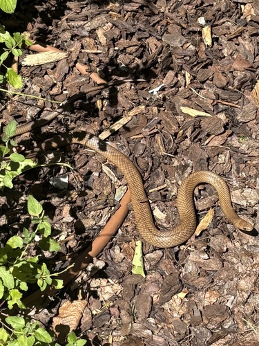 Eastern Brown Snake sighting