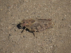 Prionotropis flexuosa