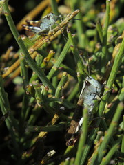 Chorthippus binotatus