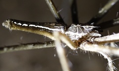 Euprosthenops