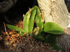 Pterostylis humilis