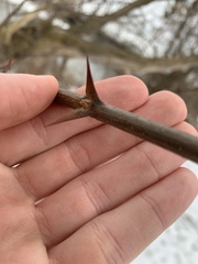 Robinia pseudoacacia