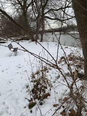 Robinia pseudoacacia