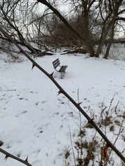 Robinia pseudoacacia