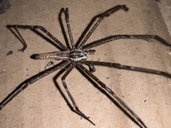 Euprosthenops