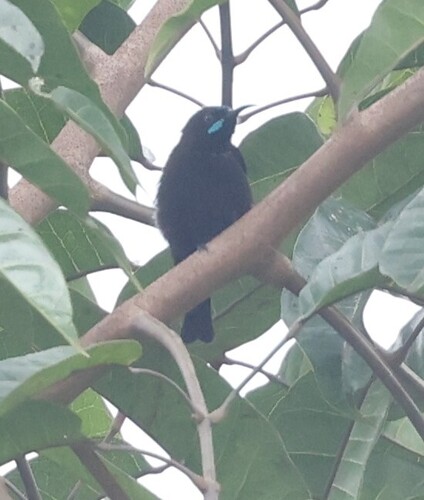 Green-throated Sunbird