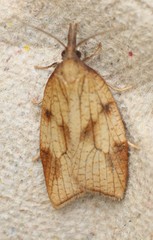 Sparganothis xanthoides