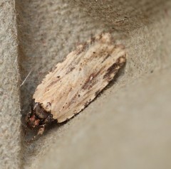 Agonopterix atrodorsella