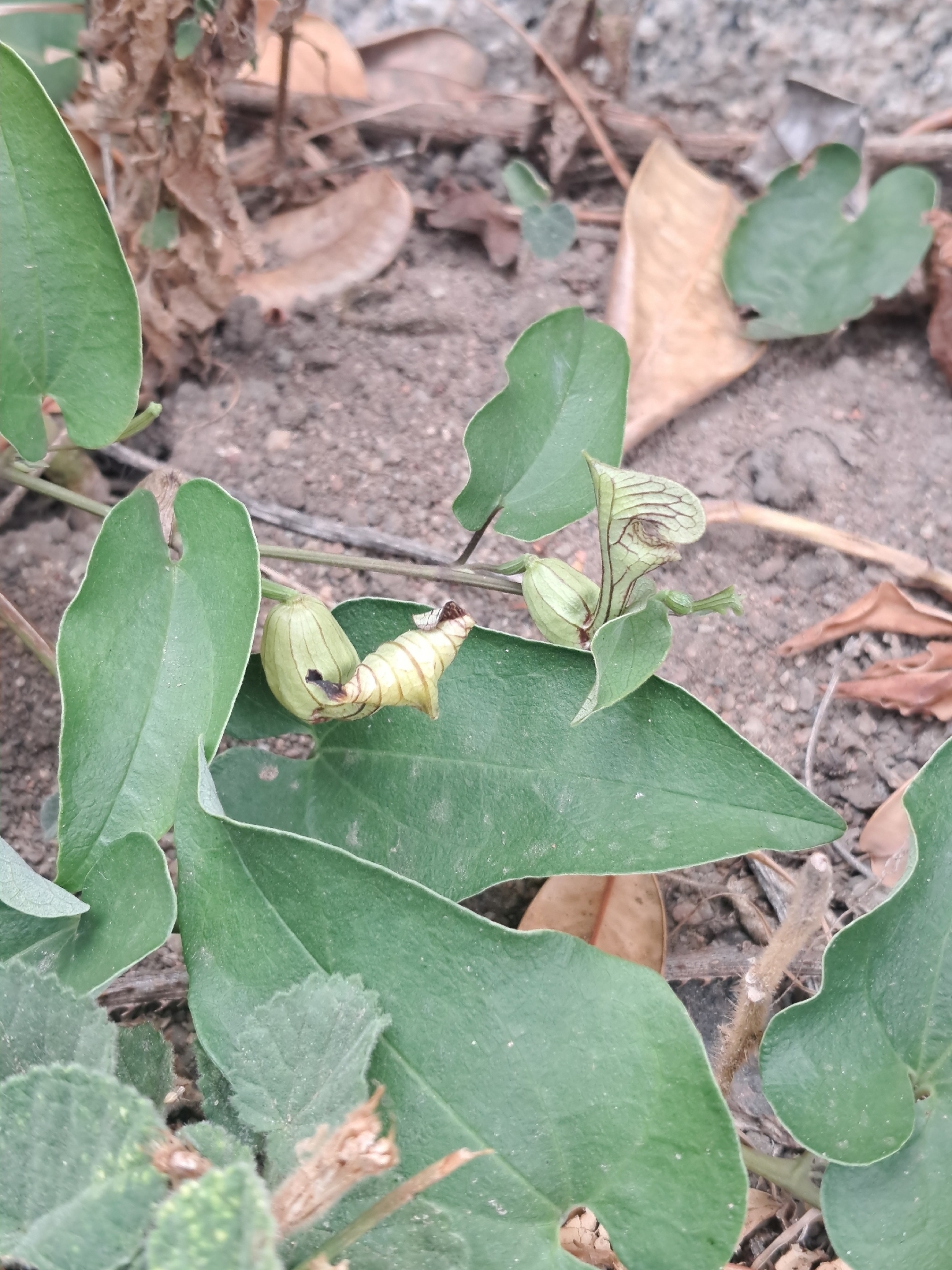 Aristolochia birostris