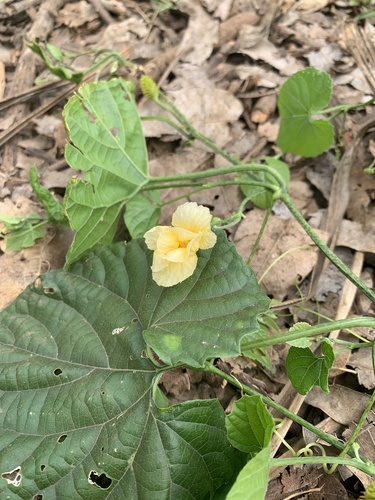 Momordica foetida