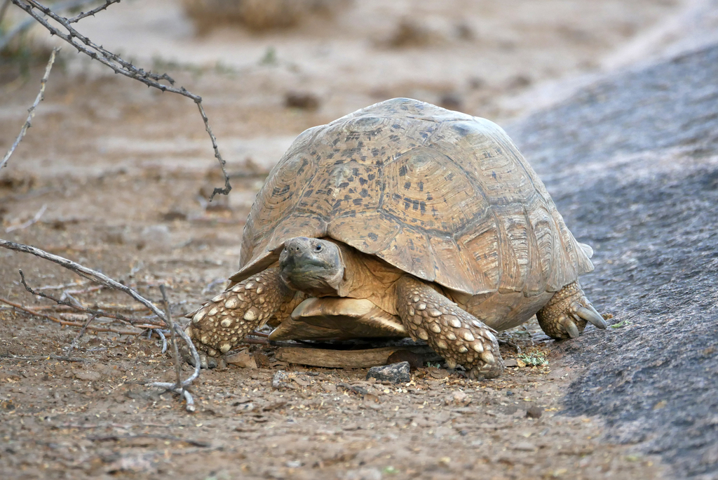 Photo by Tom Heijnen