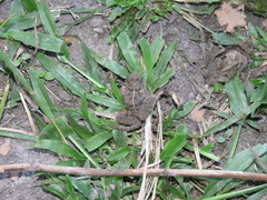 Fejervarya limnocharis