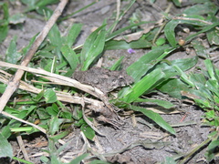 Fejervarya limnocharis