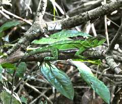 Enyalioides laticeps