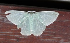 Prasinocyma iosticta