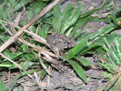 Fejervarya limnocharis