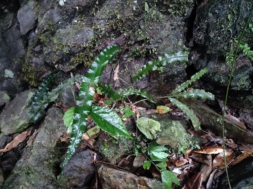 Lomariopsis boninensis observed 2025-12-21