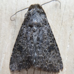 Anarta hamata