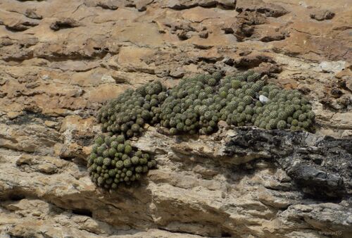 Foto de Mammillaria voburnensis