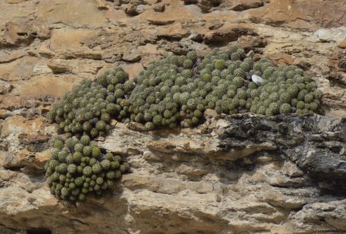 Foto de Mammillaria voburnensis