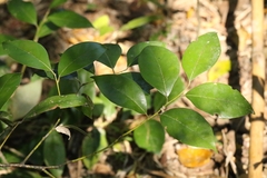 Lindera communis, photograph author not stated, no rights reserved