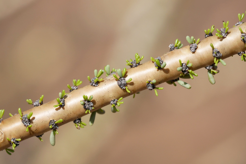 Portulacaria namaquensis