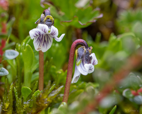 Mountain violet (Viola tridentata)